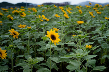 sunflower field and sky