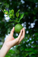 Woman hand holding bergamot on tree