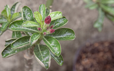 Water droplets on fresh green leaves and budding flower. dewy red bud and glossy leaves in natural light. Freshness in nature: water droplets on green leaves and budding flower. 