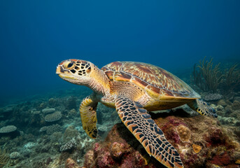 Fototapeta premium Hawksbill Turtle eretmochelys imbricata floats under water. Maldives Indian Ocean coral reef, wild life