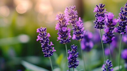 Naklejka premium Vibrant spring brings fresh lavender flowers, capturing the essence of natures beauty. The fresh lavender flowers provide a delightful visual for your creative projects. Copy space available.