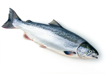Obraz premium Silver Salmon fish isolated on white background