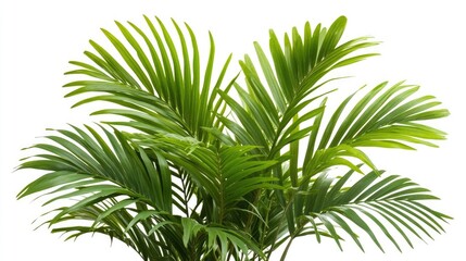 Vibrant green palm leaves isolated on white background highlight the beauty of nature. This image captures vibrant green palm leaves, perfect for various applications with ample copy space.