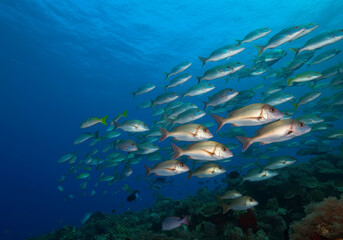 Fototapeta premium Snapper fish school. Shoal of fish in sea. Fish in ocean.