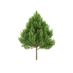Isolated Green Pine Tree on White Background