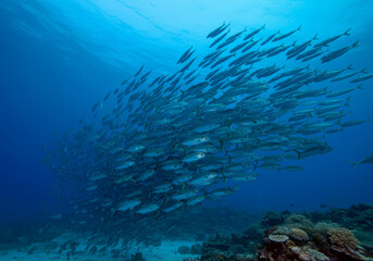 School of fish underwater