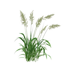 Fototapeta premium Lush green grass with tall flower stalks