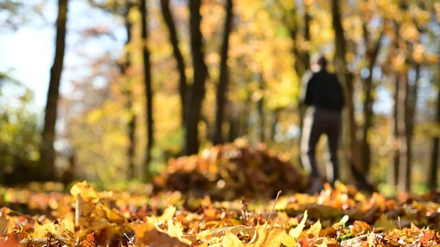Women rake leaves in beautiful autumn park with golden maple foliage on warm sunny fall day. Autumn vibe