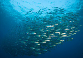 Fototapeta premium Scad jamb under water sea ecosystem, large school of fish on a blue background, abstract fish alive, wild background