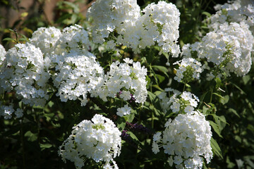 Verveine cascade retombante et blanche