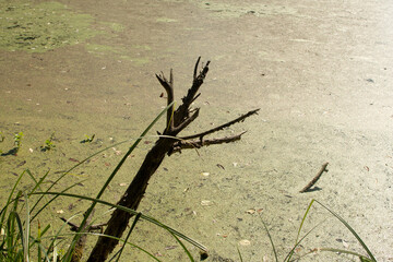 Dirty pond in the forest	