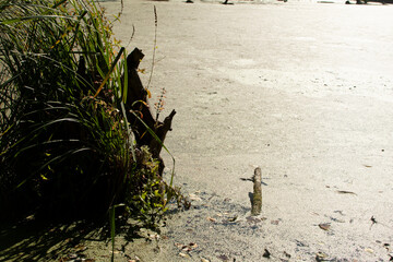 Dirty pond in the forest	