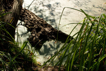 Dry tree in water of a green dirty pond	