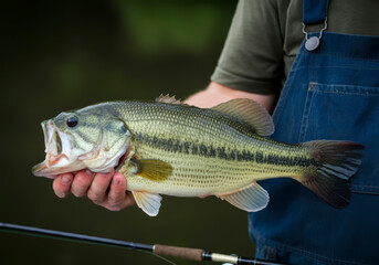 Big Bass Largemouth - Wild fishing concept