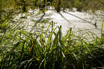 Dirty pond in the forest	
