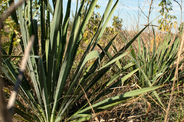 Bush of a wild yucca plant	