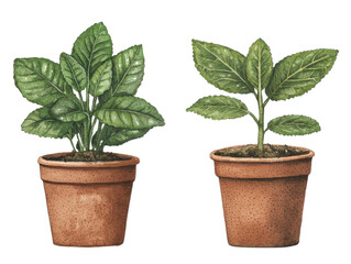 Fototapeta premium Two potted plants with vibrant green leaves , showcasing the beauty of nature indoors.