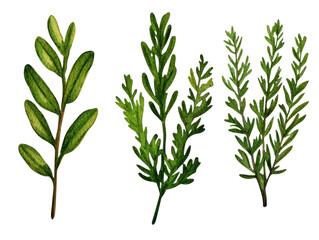 Fototapeta premium Three different types of green leaves displayed highlighting their unique shapes and textures.