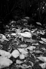 autumn leaves in water