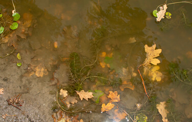 Autumn oak leaves in water	