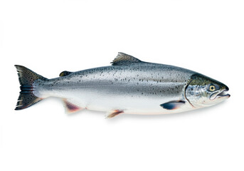 Obraz premium Silver Salmon fish isolated on white background