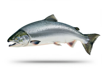 Naklejka premium Silver Salmon fish isolated on white background