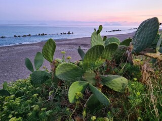 evocative image of prickly pear silhouette with the sea in the background
in southern Italy