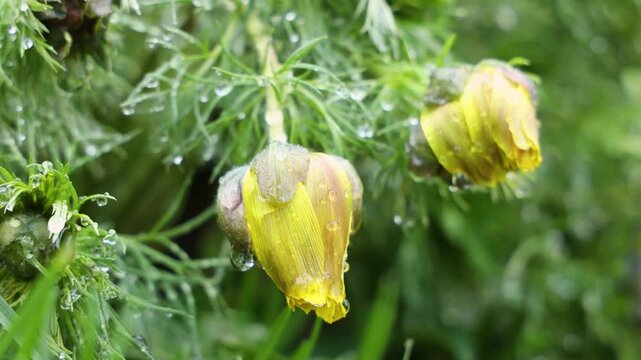 Adonis vernalis showing first signs of spring