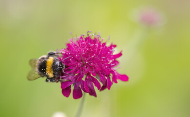 Close-up Knautia Macedonia with a bumblebee, close-up bumblebee, bumblebee with pollen dust, beautiful magenta-coloured flower with insect