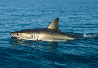 Fototapeta premium Great white sharks are one of the largest predatory fish in the world. On the water