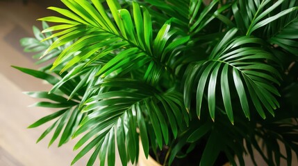 top-down view of a lush green areca house plant, showcasing vibrant fronds and intricate leaves, emphasizing the beauty of indoor gardening and natural decor
