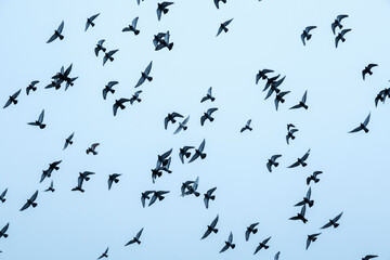 flock of birds