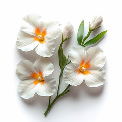 Fototapeta premium Miltonopsis Orchids flowers Isolated on white background.