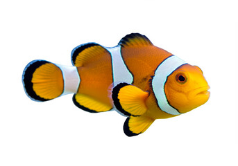 Ocellaris clownfish or anemone fish - Amphiprion ocellaris - yellow, orange, or a reddish or blackish color, and many show white bars or patches. popular in aquariums, white background