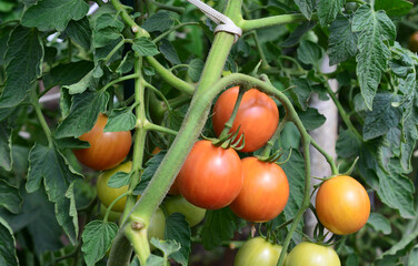 some ripening tomatoes are hanging on the tomato plant 