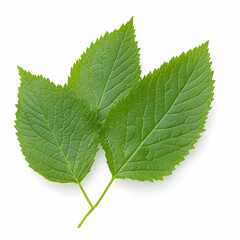 Fototapeta premium Green Leaf Isolated on White Background, Leaves, Green Leaves, Isolated Leaf, Isolated Leaves, Nature