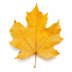 Obraz premium Single Yellow Maple Leaf on White Background, autumn, fall, nature, season, foliage