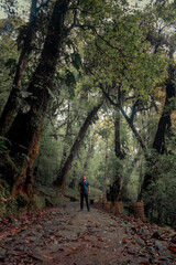 Mysterious Jungle Path with Man Gazing Up