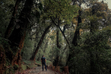 Enchanted Forest with Lone Adventurer