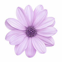 Delicate Purple Flower, blossom, bloom, petals, soft, floral