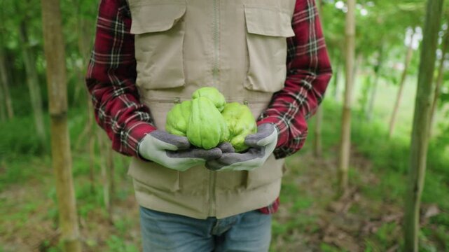 Farmer brings fresh chayote from the field after harvest season. Close-up of farmer's hands holding high-quality produce. Fresh chayote straight from local farming