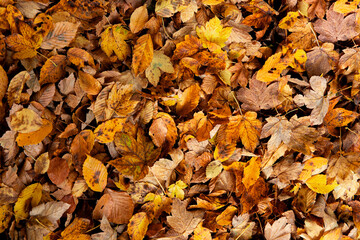 Autumn leaves background