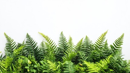 Lush tropical fern plants create a vibrant display against a white background, emphasizing the beauty of tropical foliage. Ideal for nature-themed designs with ample copy space.