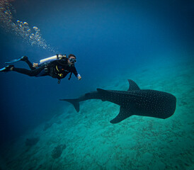 Baby whale sharks in Bohol, Philippines, are a rare and awe-inspiring sight. These gentle giants,...