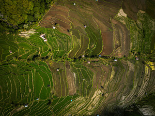 Discover Bali’s stunning rice terraces in Ubud, where lush, green layers cascade down hillsides....