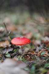 Bright red fly agaric in the grass in the forest. Beautiful natural background. Red mushroom with white dots. Poisonous mushroom. Medicinal mushroom.