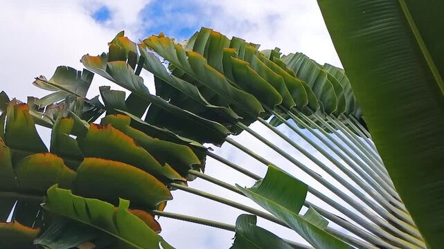 Green banana leaves outdoors at a tourist spot in Rivera &ndash; Huila &ndash; Colombia