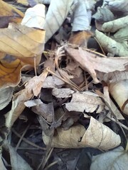 Dry leaves on the ground close-up