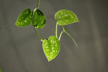Young leaf Scindapsus pictus "Argyraeus"