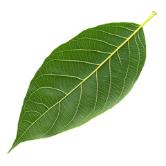 Large green leaf on a white background isolated transparent
